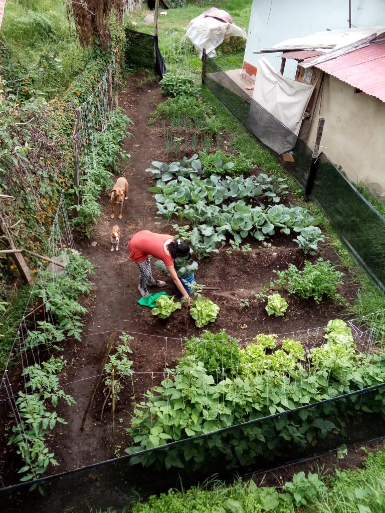 Solidaridad Alimentaria, Huerta orgánica, Tena, vereda Catalamonte